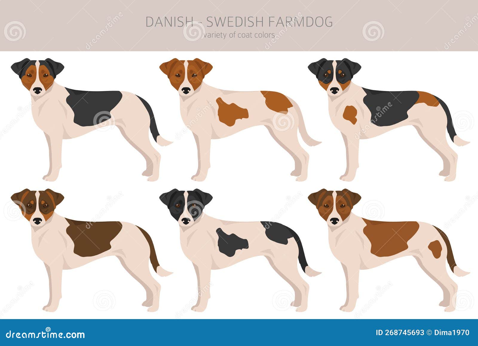 Danish swedish farmdog clipart. Different poses, coat colors set. Vector illustration