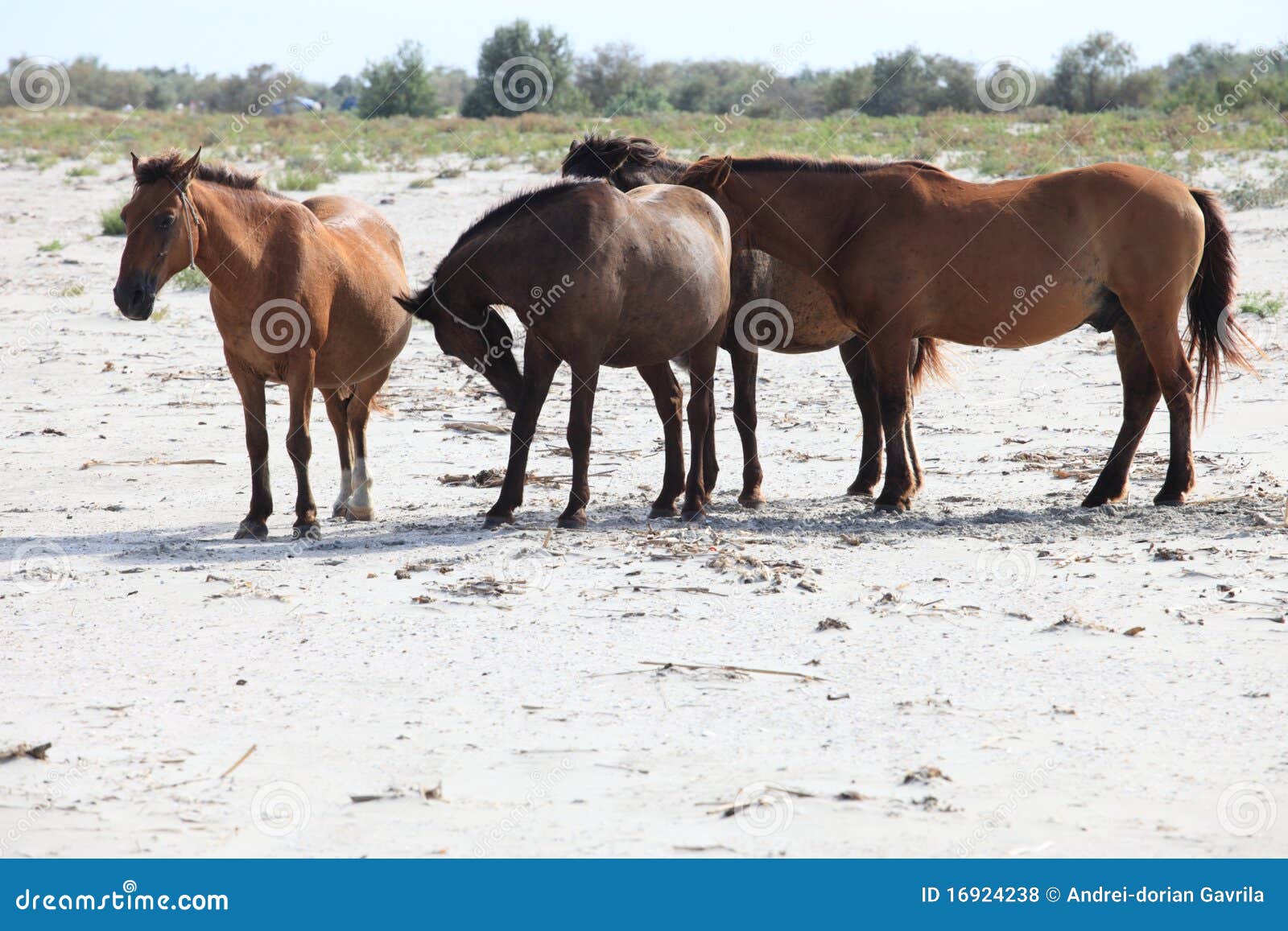 Danube Delta Horses Stock Photo Image Of Europe Dobrogea 16924238