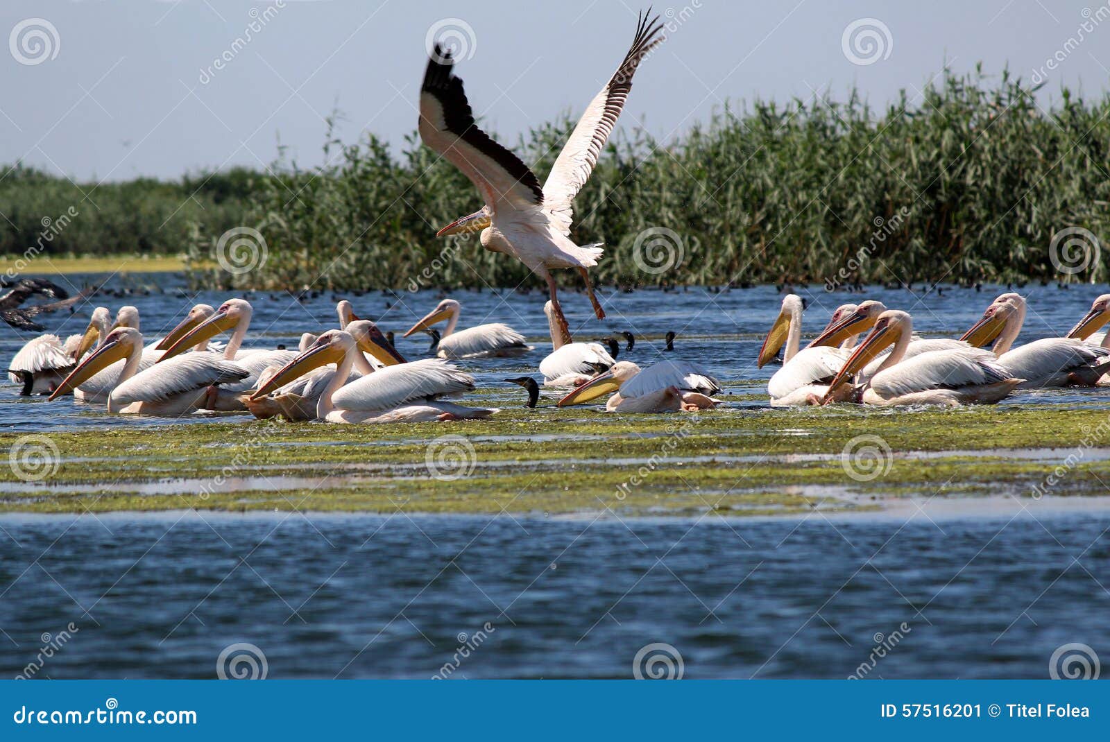 Danube delta romania. Pelikan som flyger i Donaudeltan, Rumänien