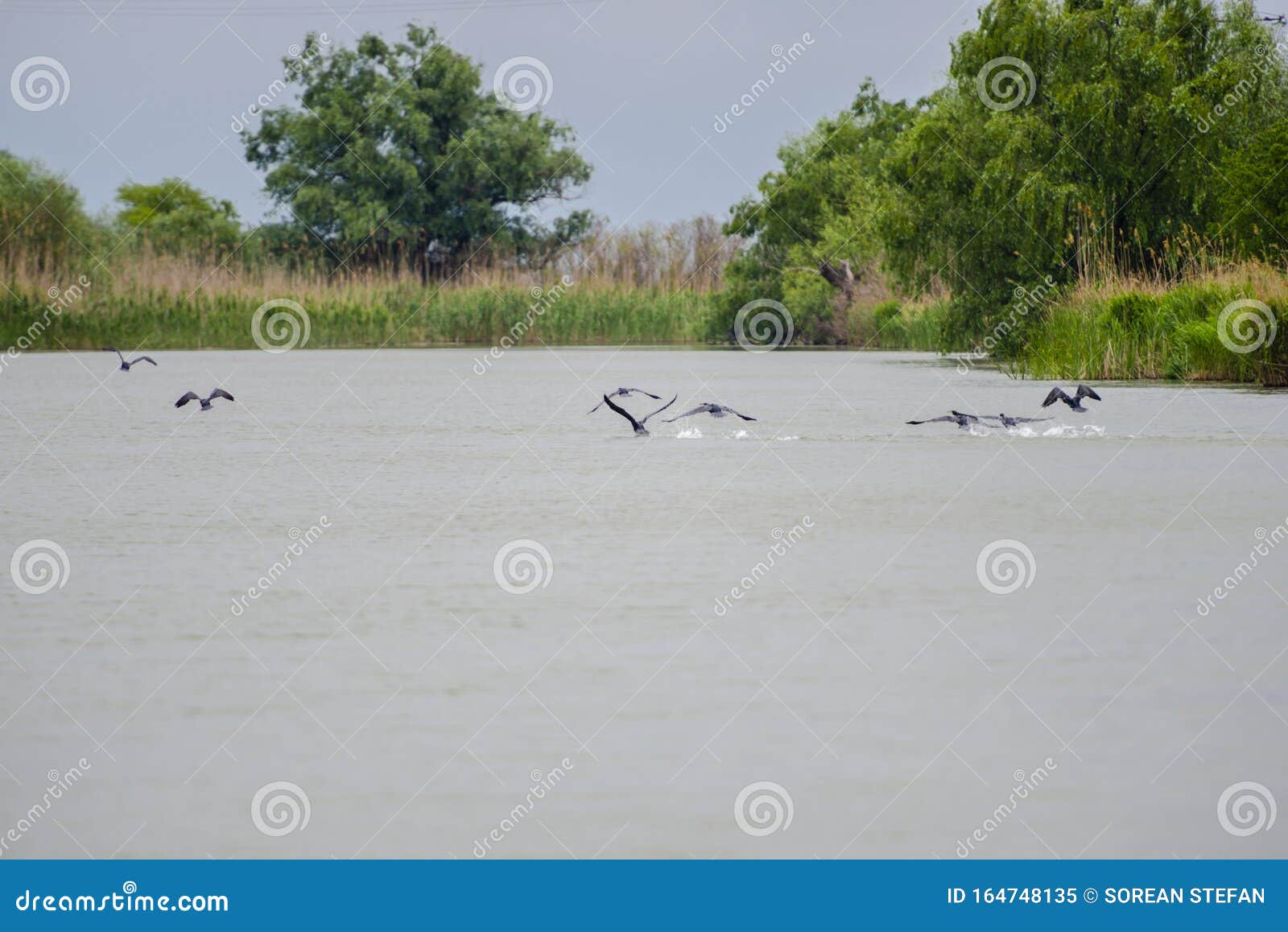 landscape in danube delta