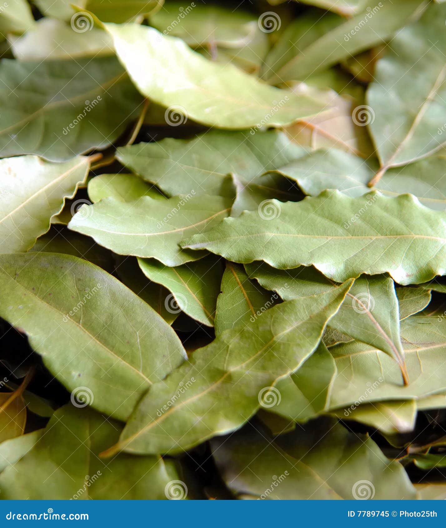 daphne leafs