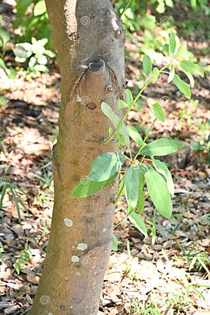 Daphniphyllum Macropodum Tree Japanese Name Yuzuriha Editorial Stock Daphniphyllum Macropodum Tree Japanese Name Yuzuriha Editorial Stock