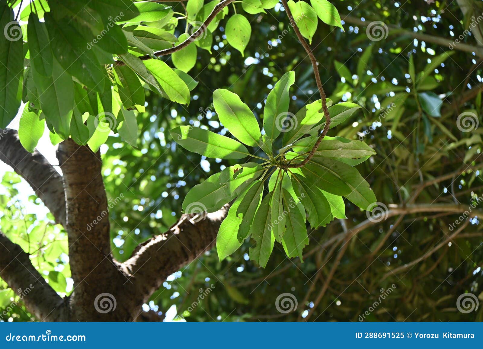 daphniphyllum macropodum tree. japanese name 'yuzuriha'.