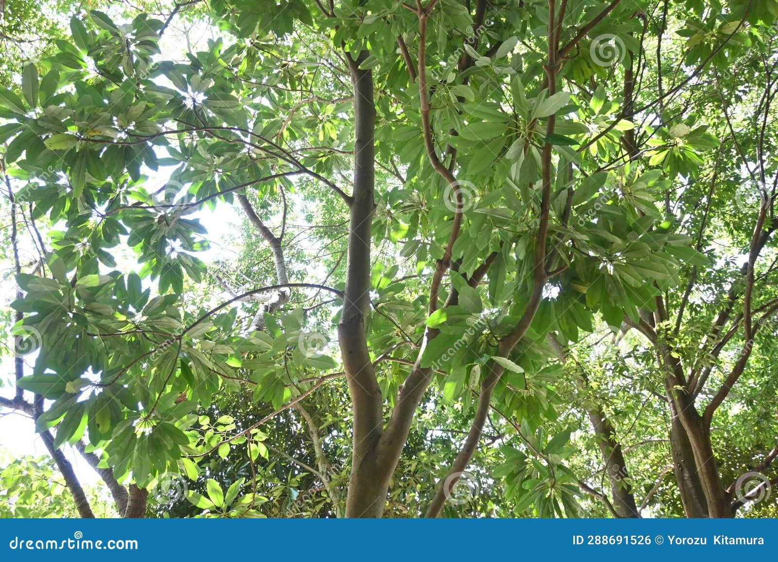 daphniphyllum macropodum tree. japanese name 'yuzuriha'.
