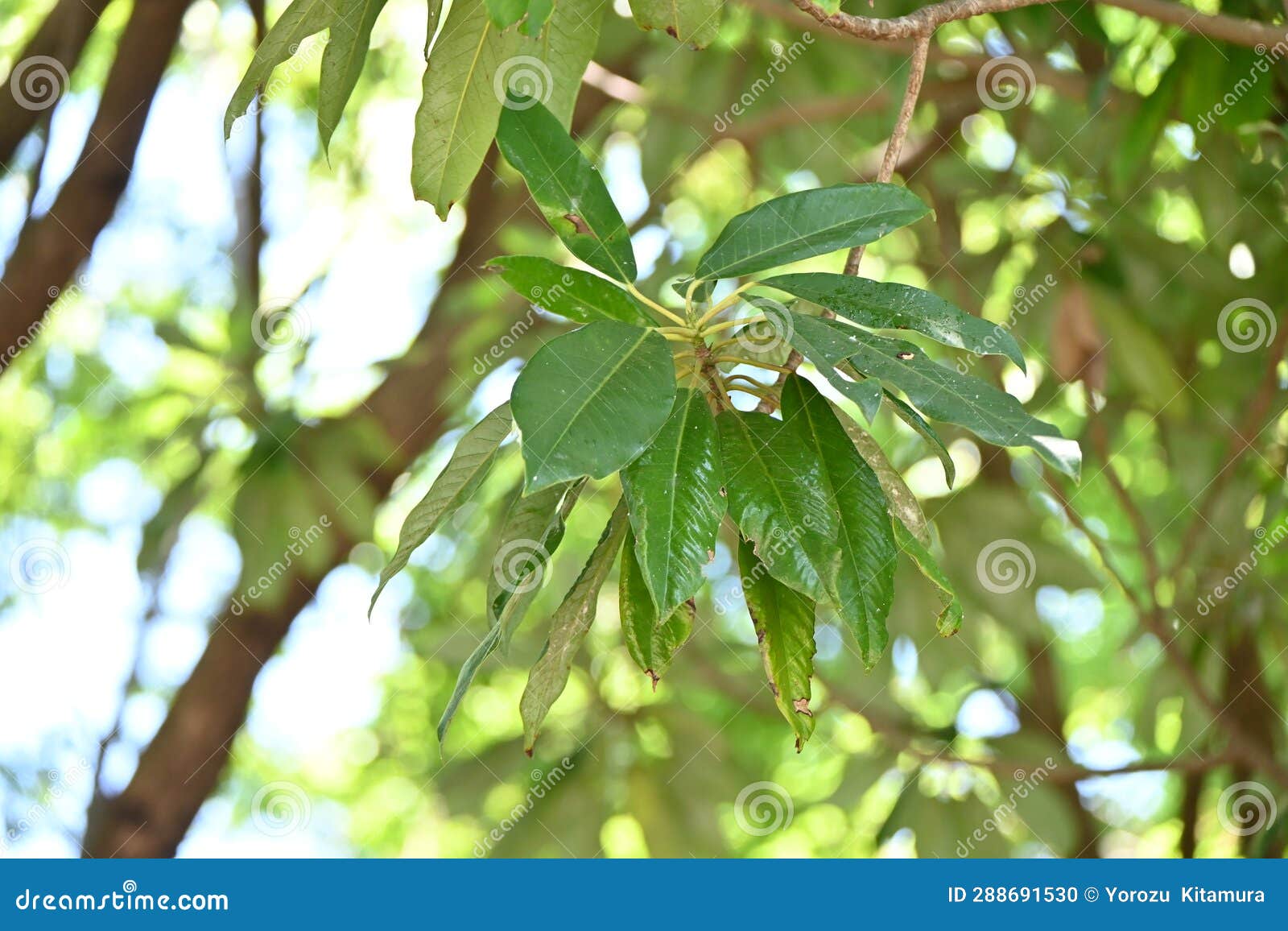 daphniphyllum macropodum tree. japanese name 'yuzuriha'.