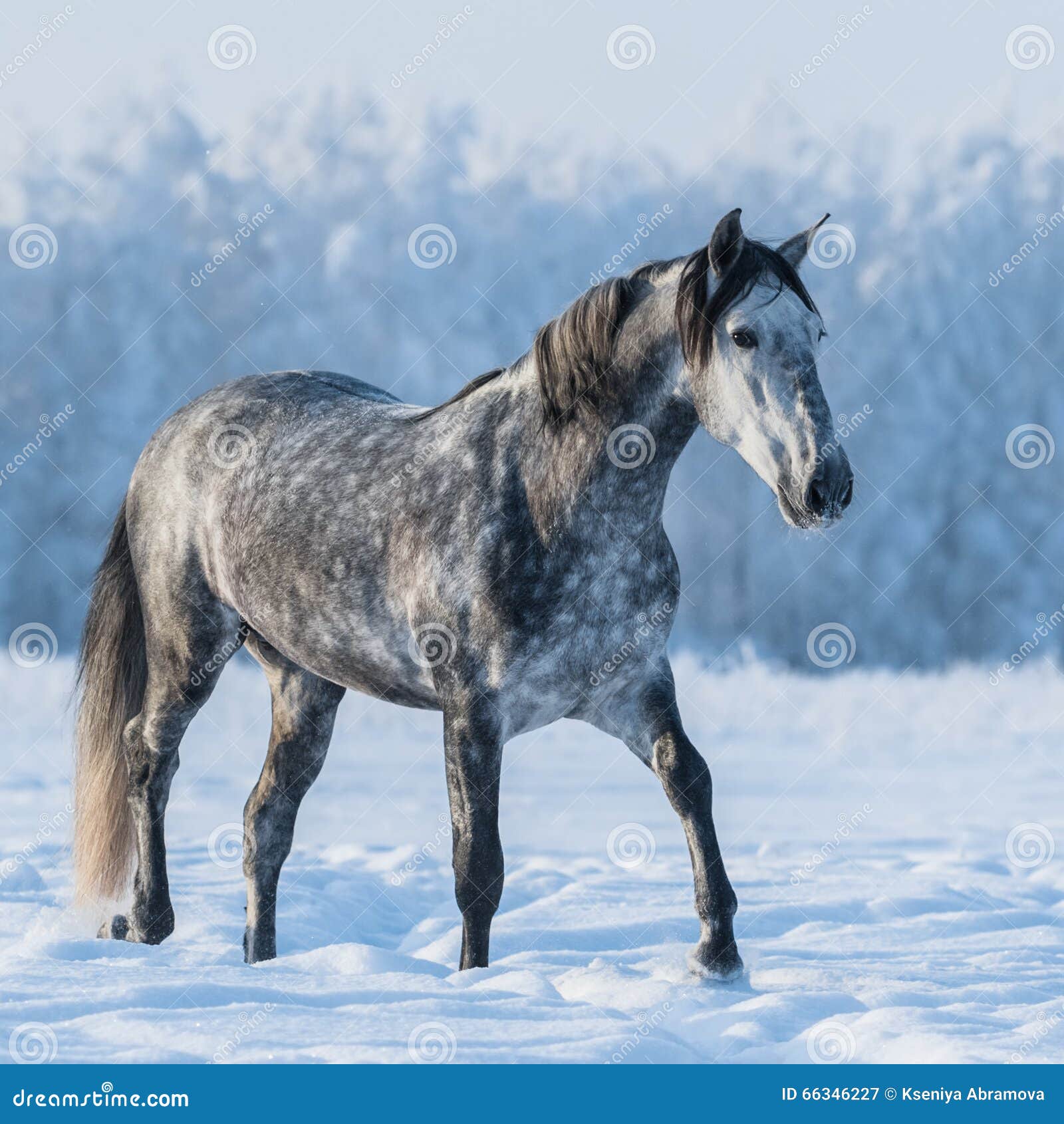 Dapple Gray Horse on the Snowy Field Stock Image - Image of animal, body:  66346227