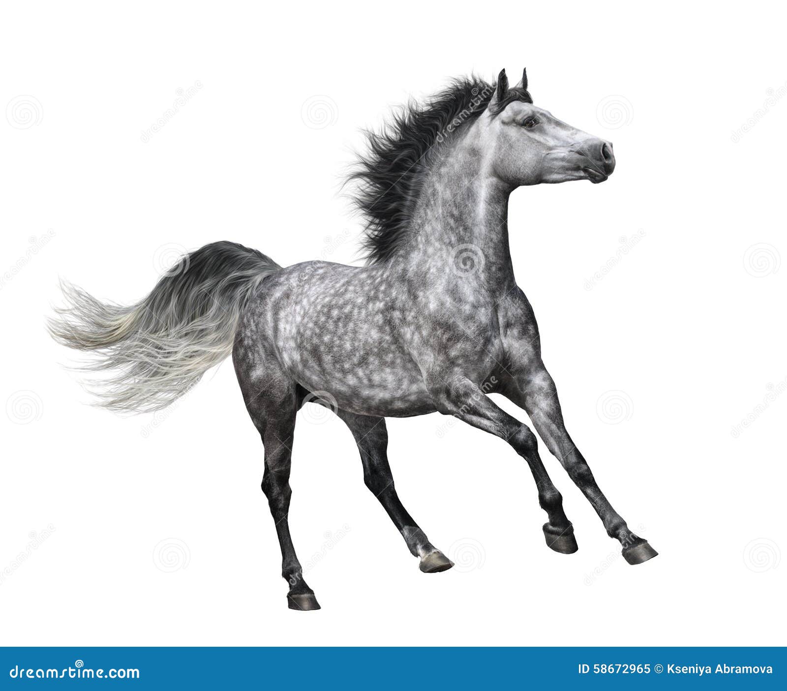 Dapple Gray Horse Images – Browse 93 Stock Photos, Vectors, and Video