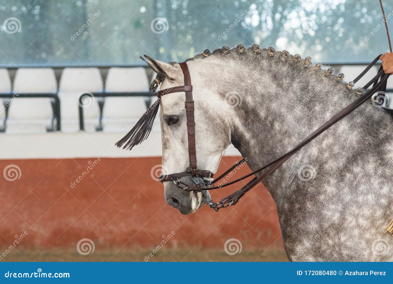 dapple grey spanish horse in doma vaquera