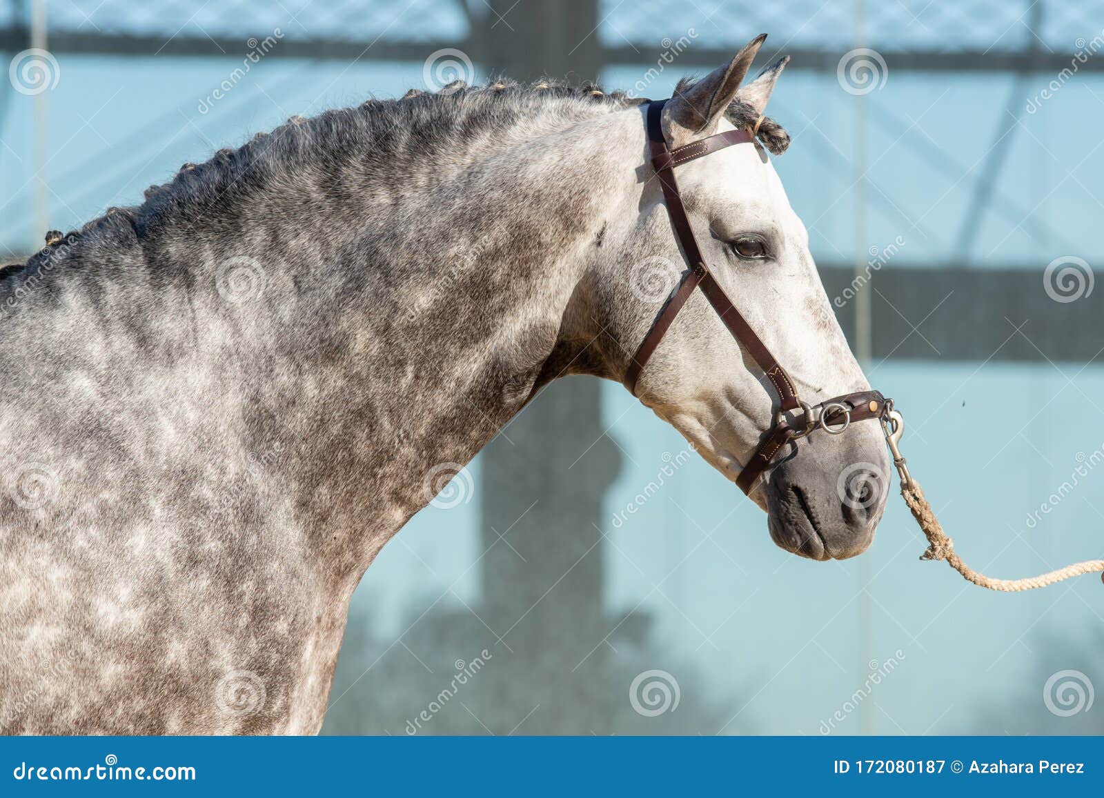 dapple grey spanish horse in doma vaquera in spain