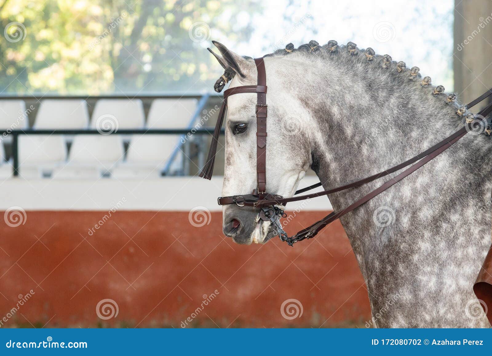 dapple grey spanish horse in doma vaquera in spain