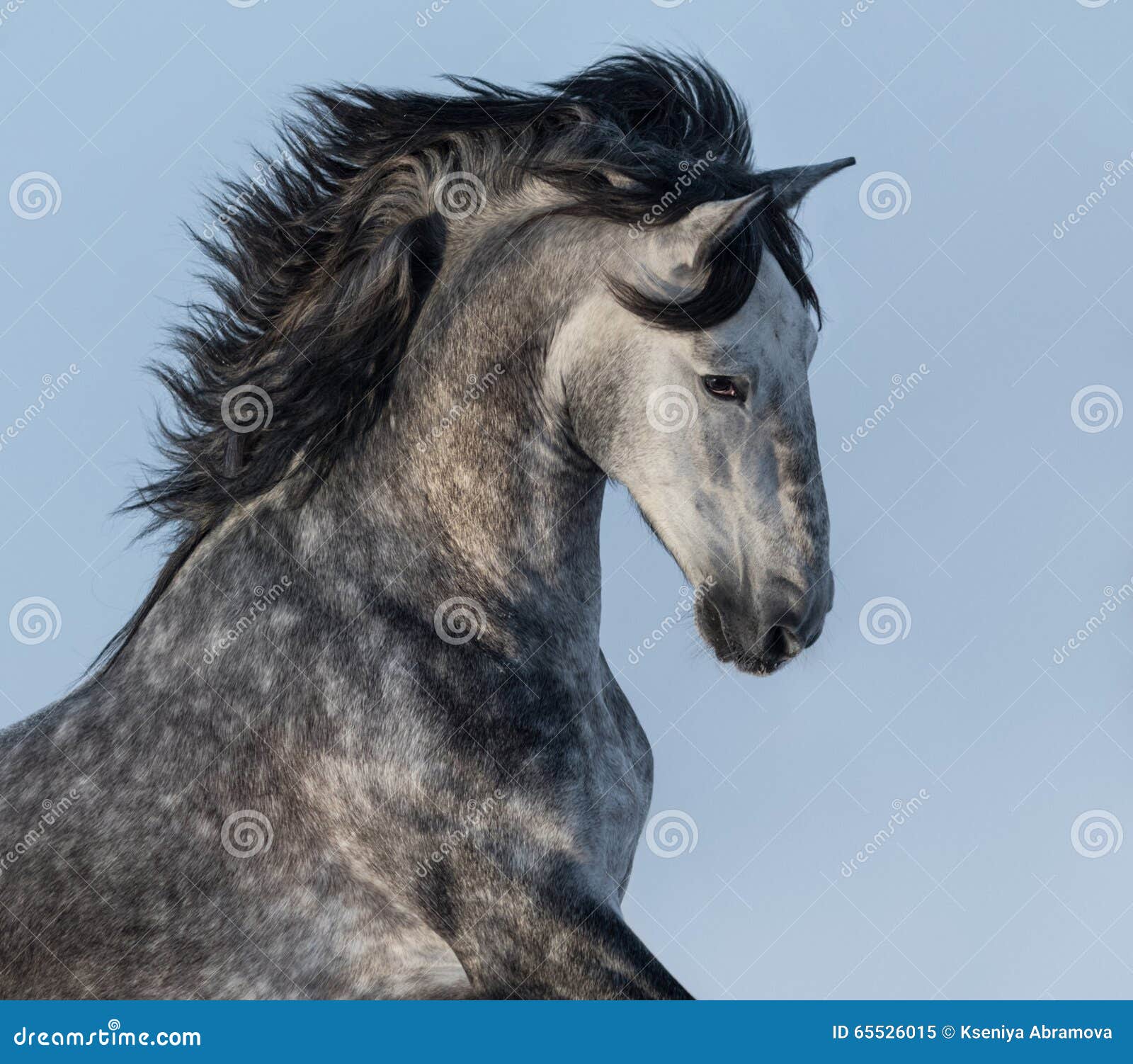 Dapple-grey Spanish Horse - Portrait in Motion Stock Image - Image of gray,  sunny: 65526015