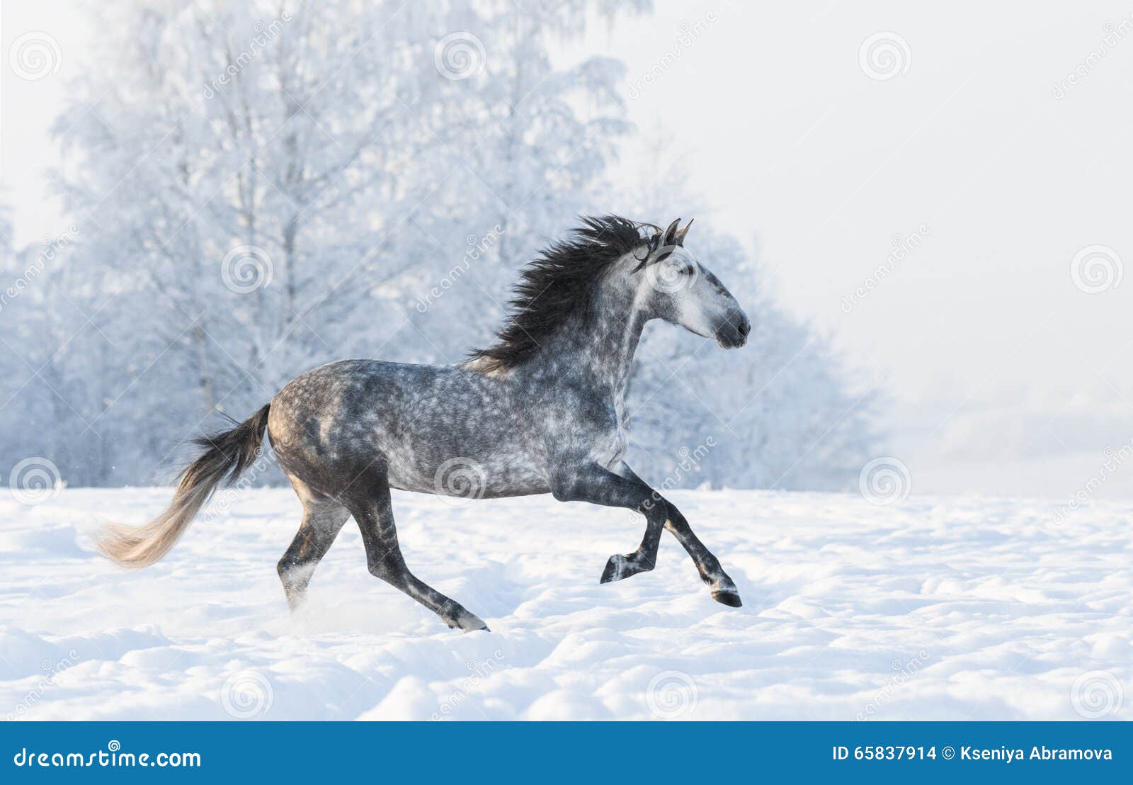 Dapple Gray Horse Snowy Field Stock Photos - Free & Royalty-Free