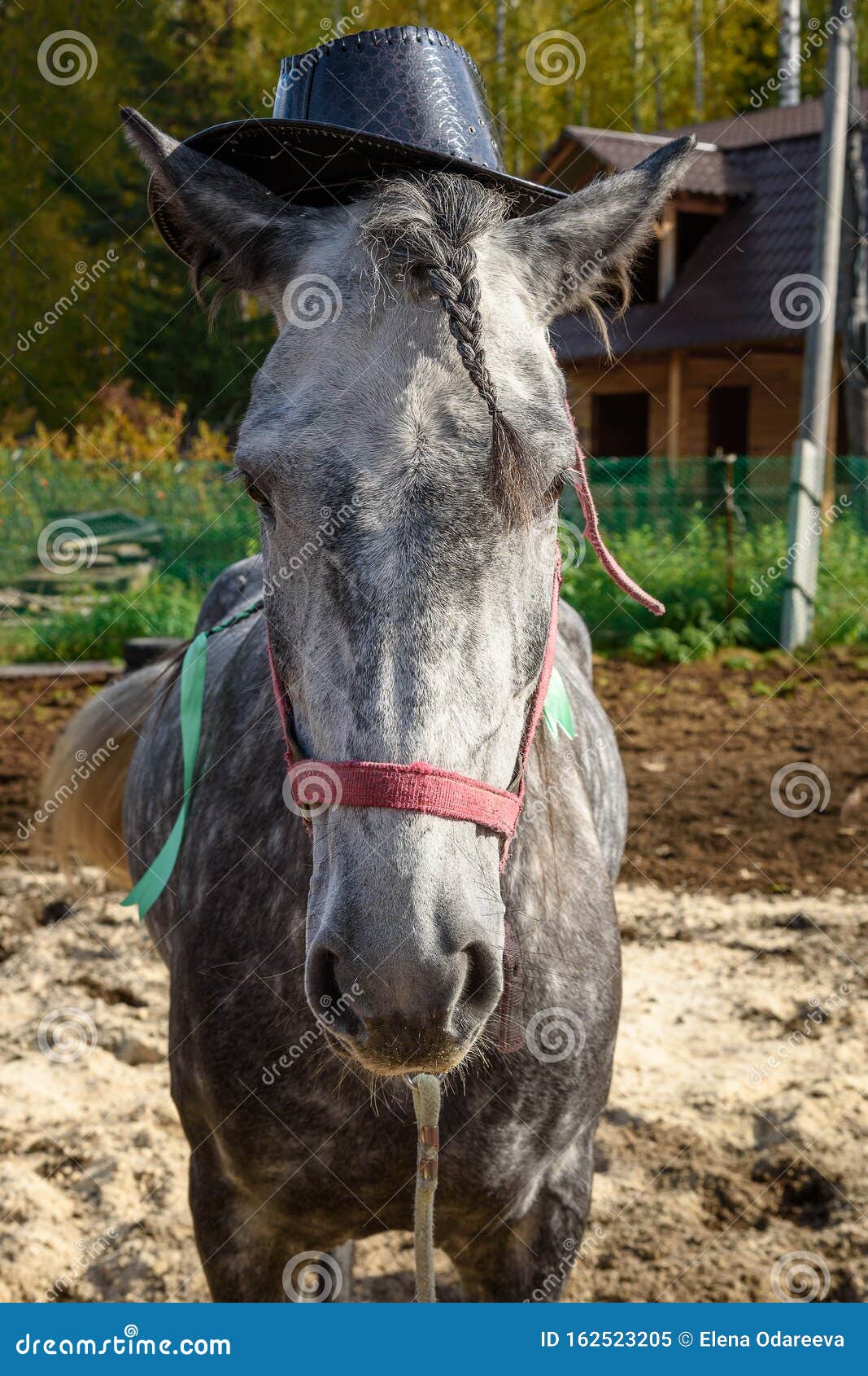 Dappled gray horse in hat stock image. Image of grey 162523205