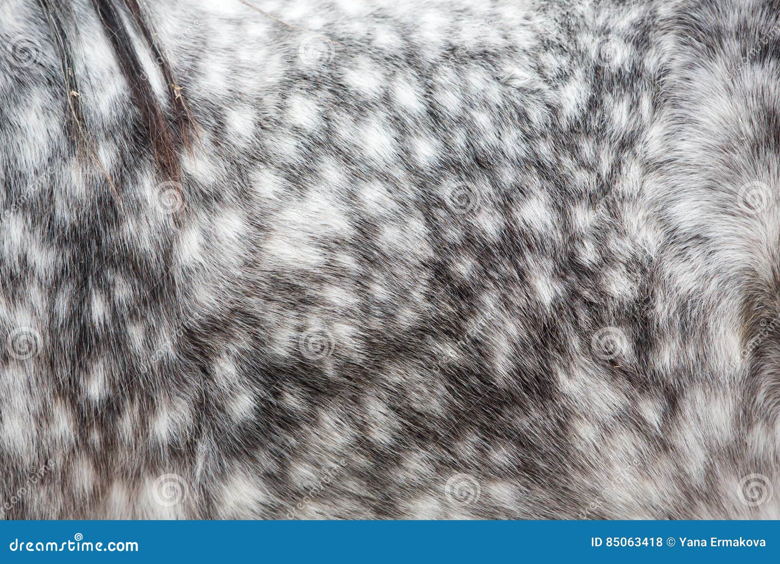 Dappled Grey Horse Skin Texture Stock Photo Image of horse, flank