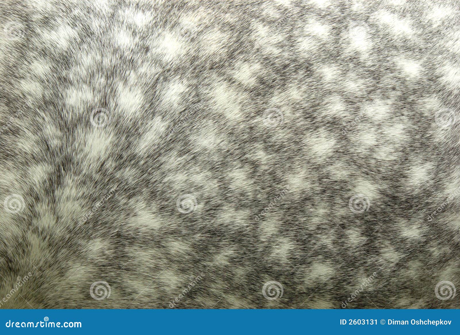 Dappled horse skin texture stock image. Image of dappled 2603131