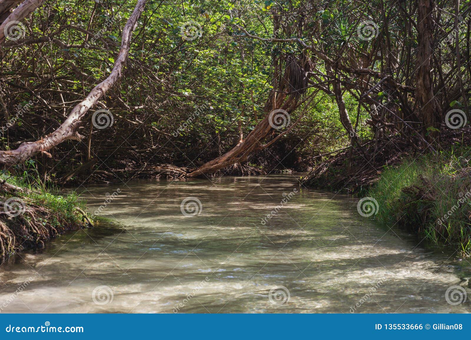 dappled light on eli creek, fraser island