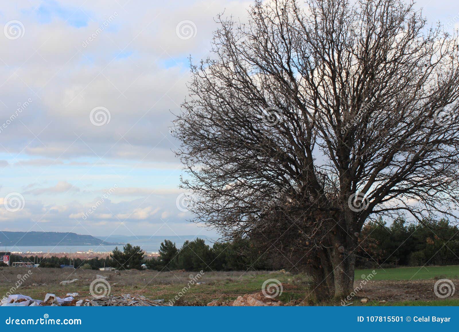 dardanelles and alone tree