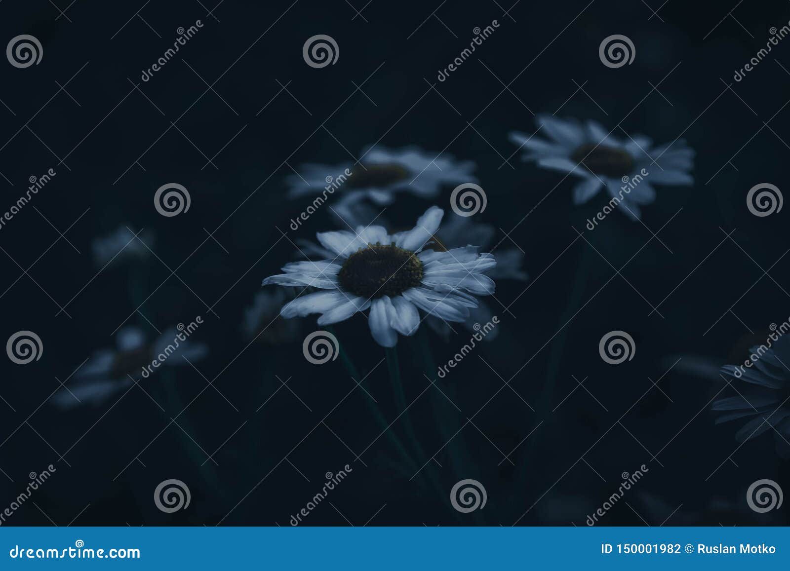Dark Aesthetics of Daisies Ð¼Ñ€Ð°Ñ‡Ð½Ð°Ñ Ñ Ñ Ñ‚ÐµÑ‚Ð¸ÐºÐ° ромÐ