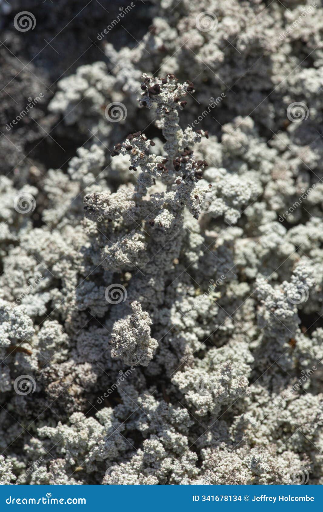 dark apothecia of a fruticose lichen, stereocaulon, in new hampshire