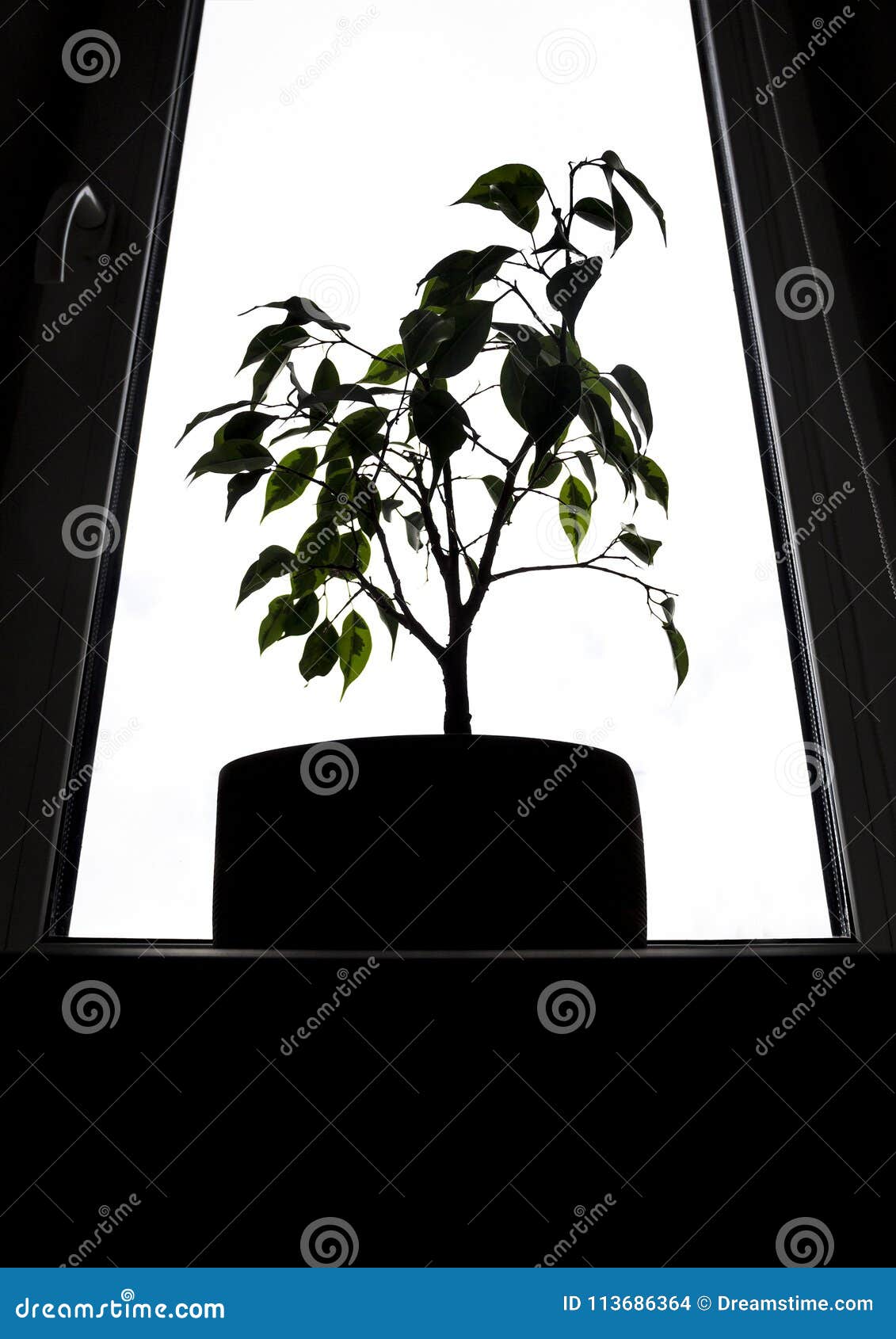 on a dark background the window and on it a pot of benjamin`s fig tree in the backlight vertical