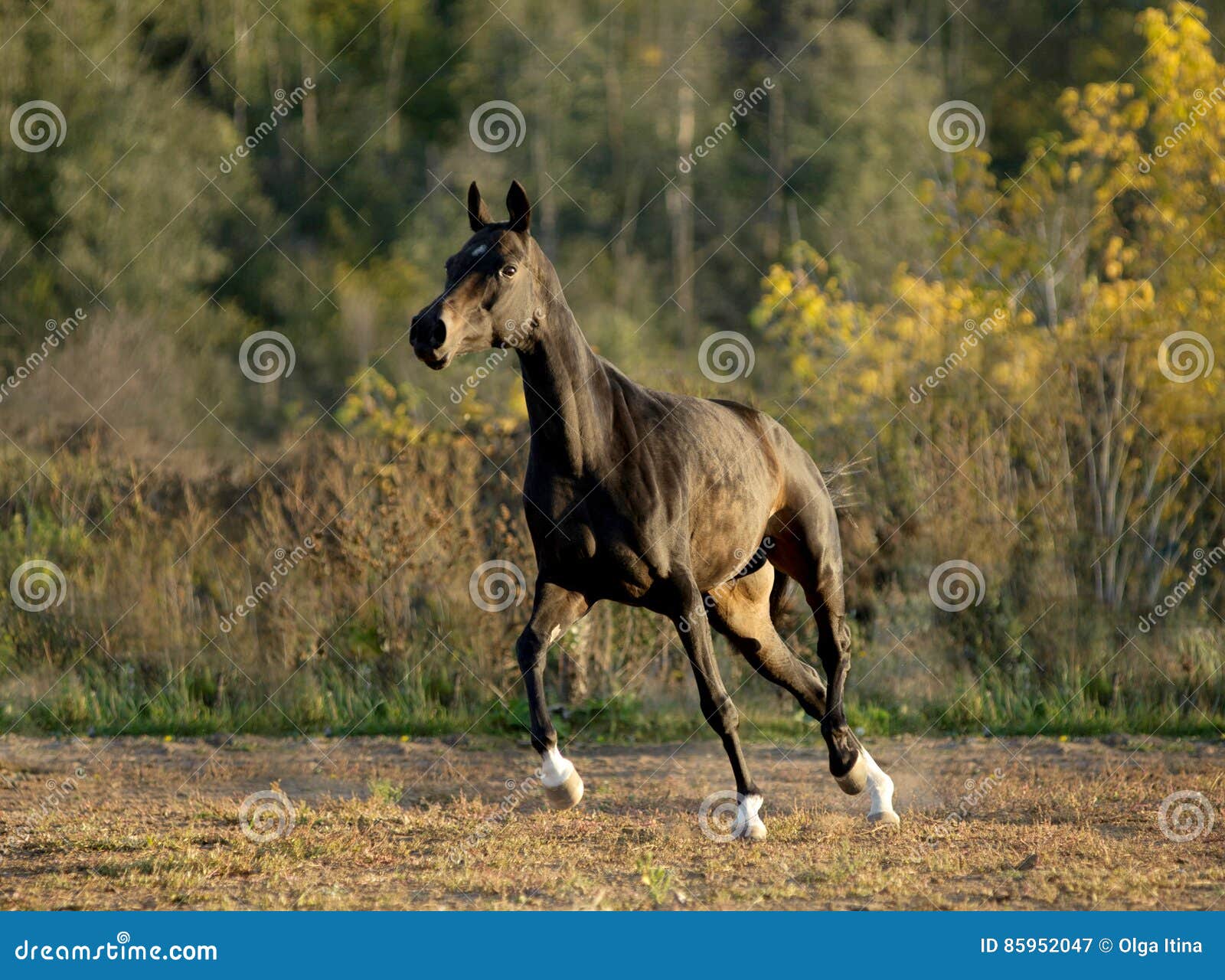 Dark Bay Horse Runs in Paddock Stock Image Image of stud, runs 85952047