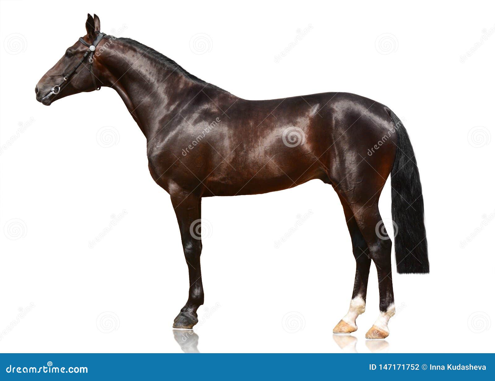 Bay Horse Standing Isolated White Background Stock Photo by ©kwadrat70  206585414