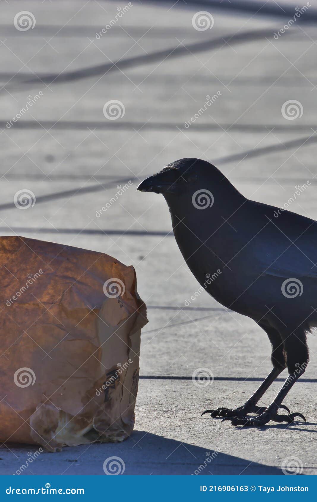 The Pecking Order of Rooks