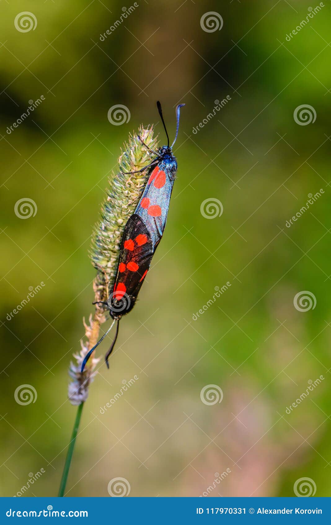 Dark Blue Butterflies with Red Spots Stock Image Image of stage 117970331