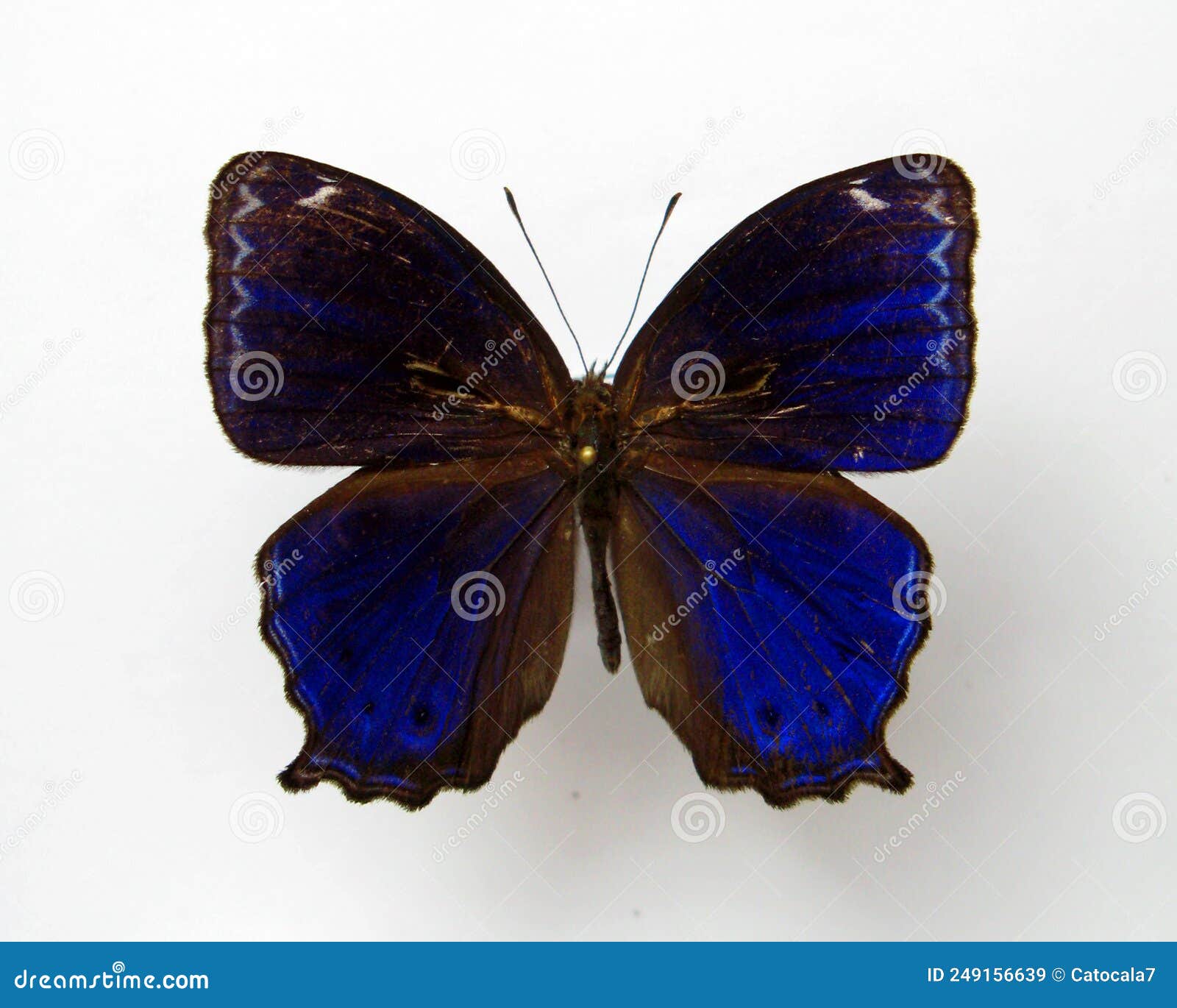 dark blue butterfly  on white. ptychandra lorquini from philippines. collection butterflies. satyridae.