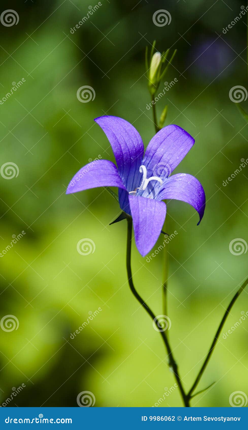 Dark blue flower stock photo. Image of beauty, nature 9986062