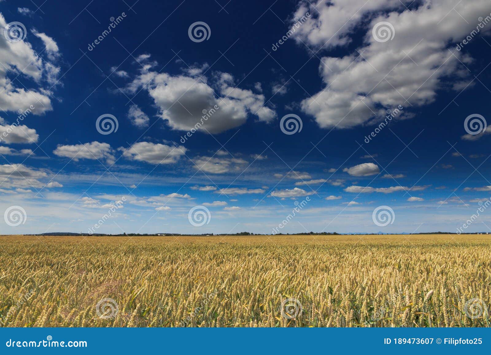 Wheat field with clouds stock image. Image of view, grain 189473607