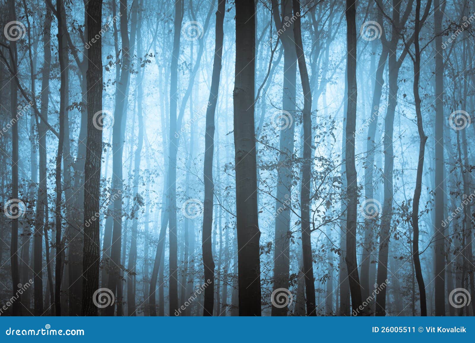 dark blue spooky forrest with trees