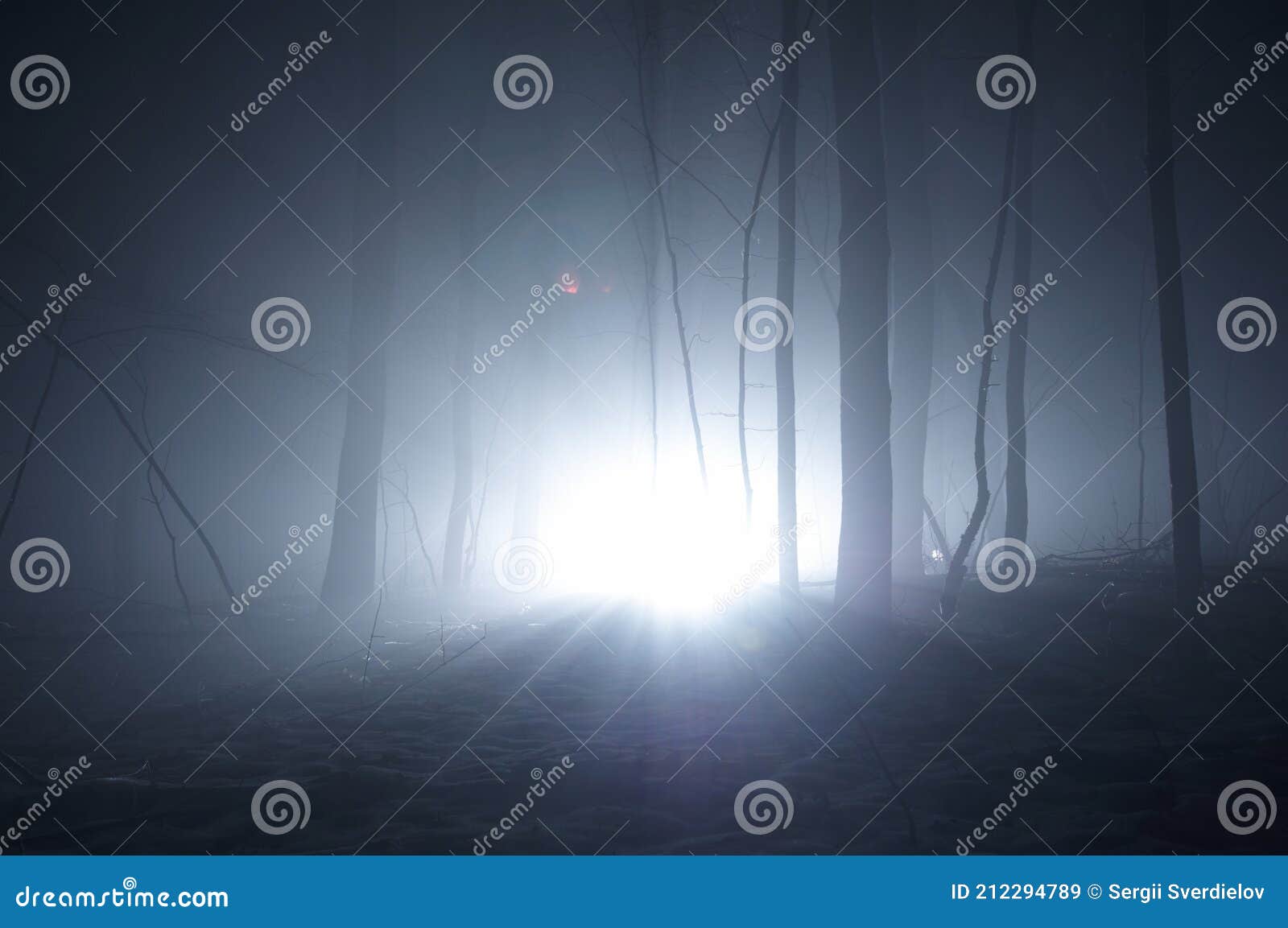 dark blue spooky forrest with trees in fog