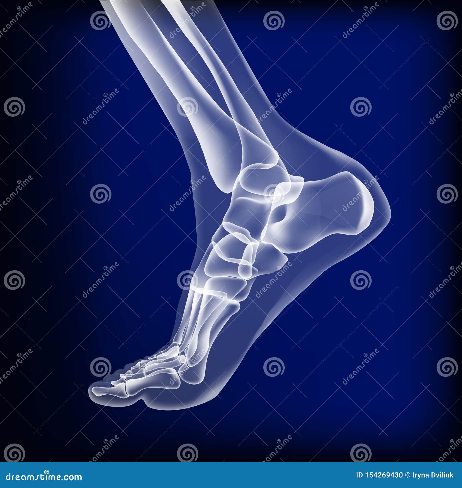 dark blue visualization of bones of foot.