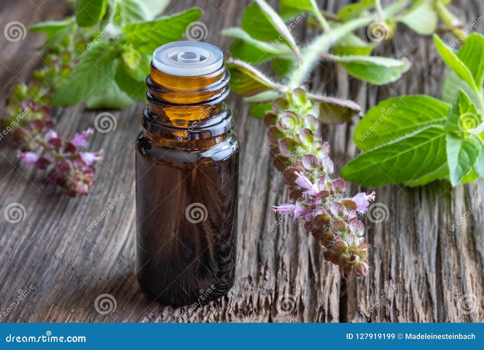 A Bottle of Tulsi Essential Oil with Fresh Tulsi, or Holy Basil Stock