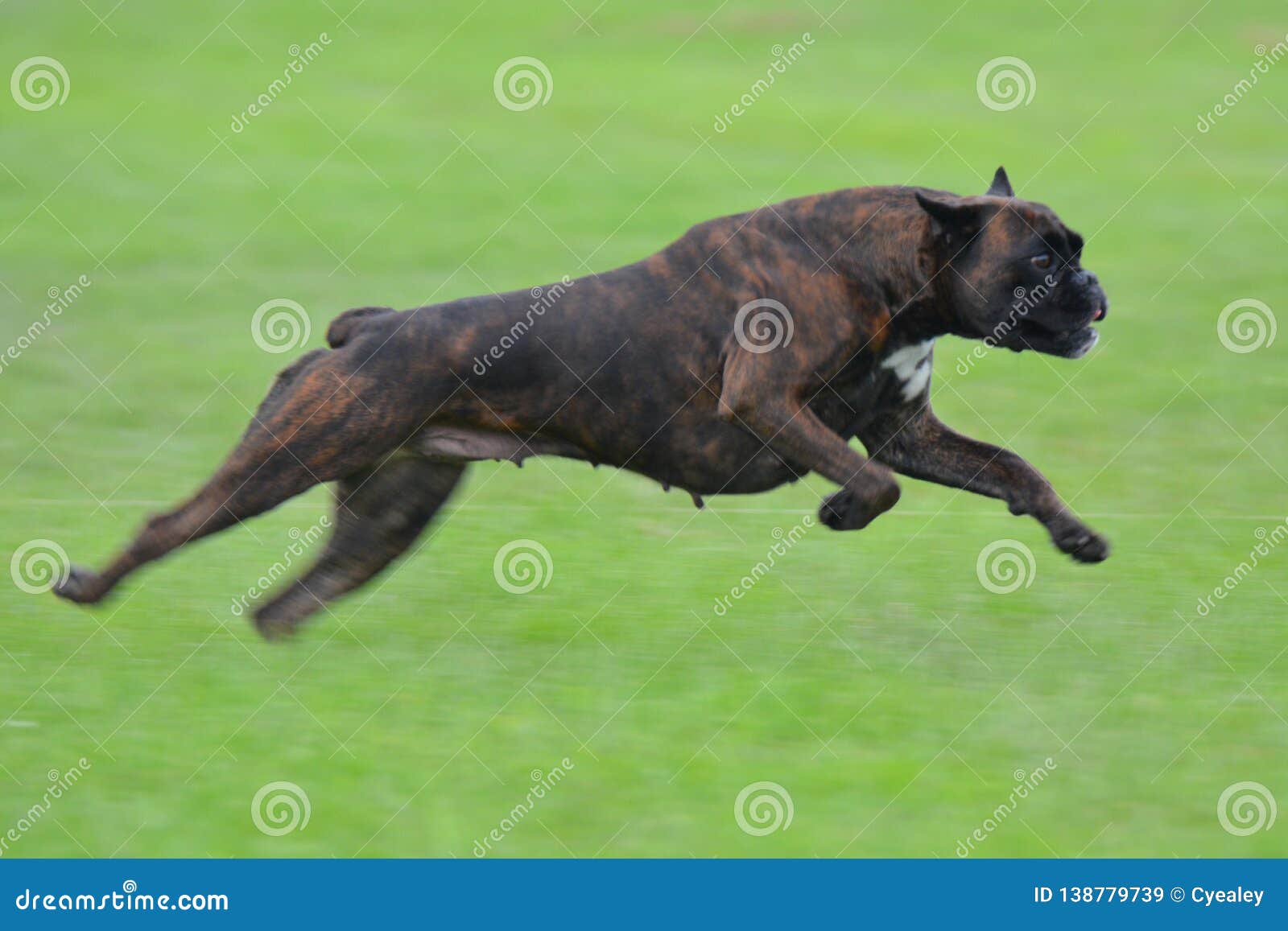 dark brindle boxers