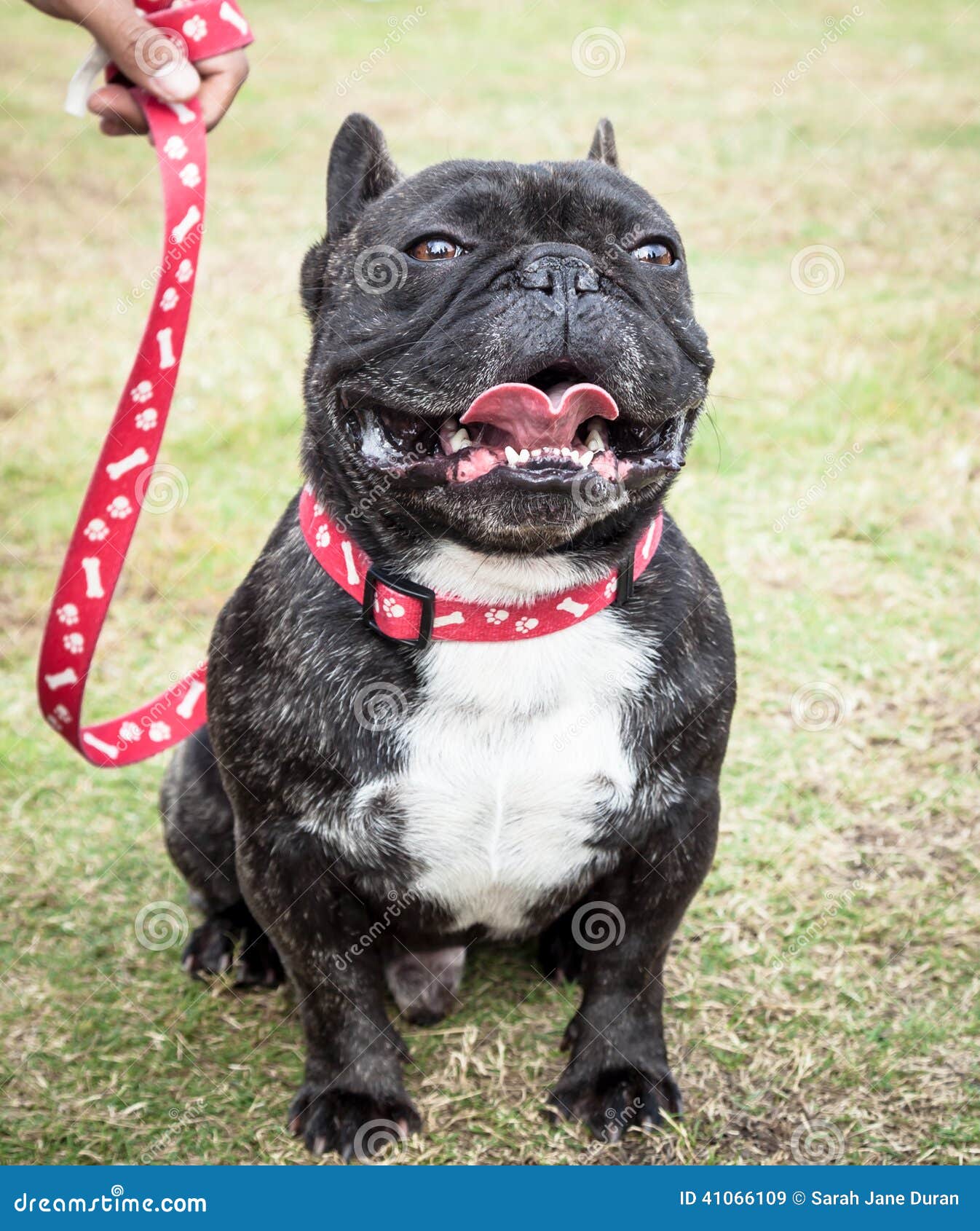 Dark Brindle French Bulldog with Red Generic Leash Stock Image - Image ...
