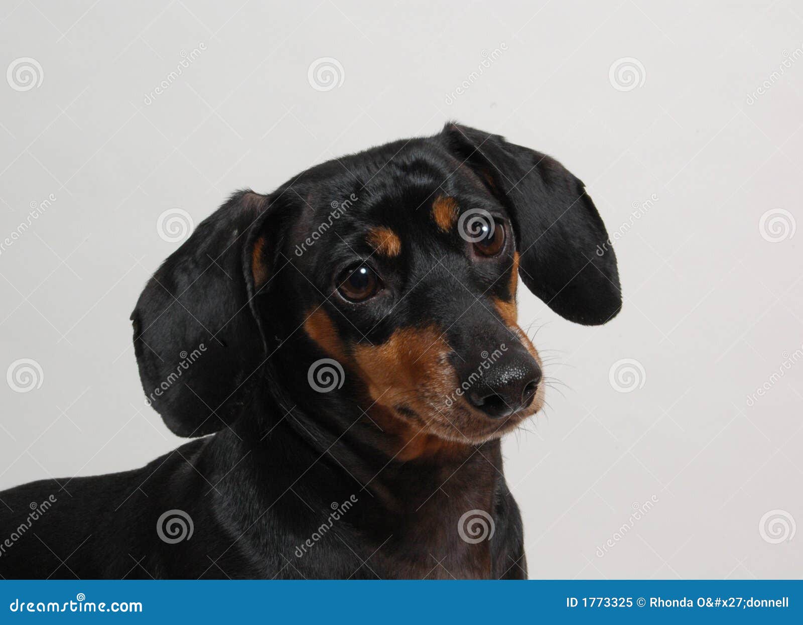 Dark Brown Dachshund stock image. Image of cute