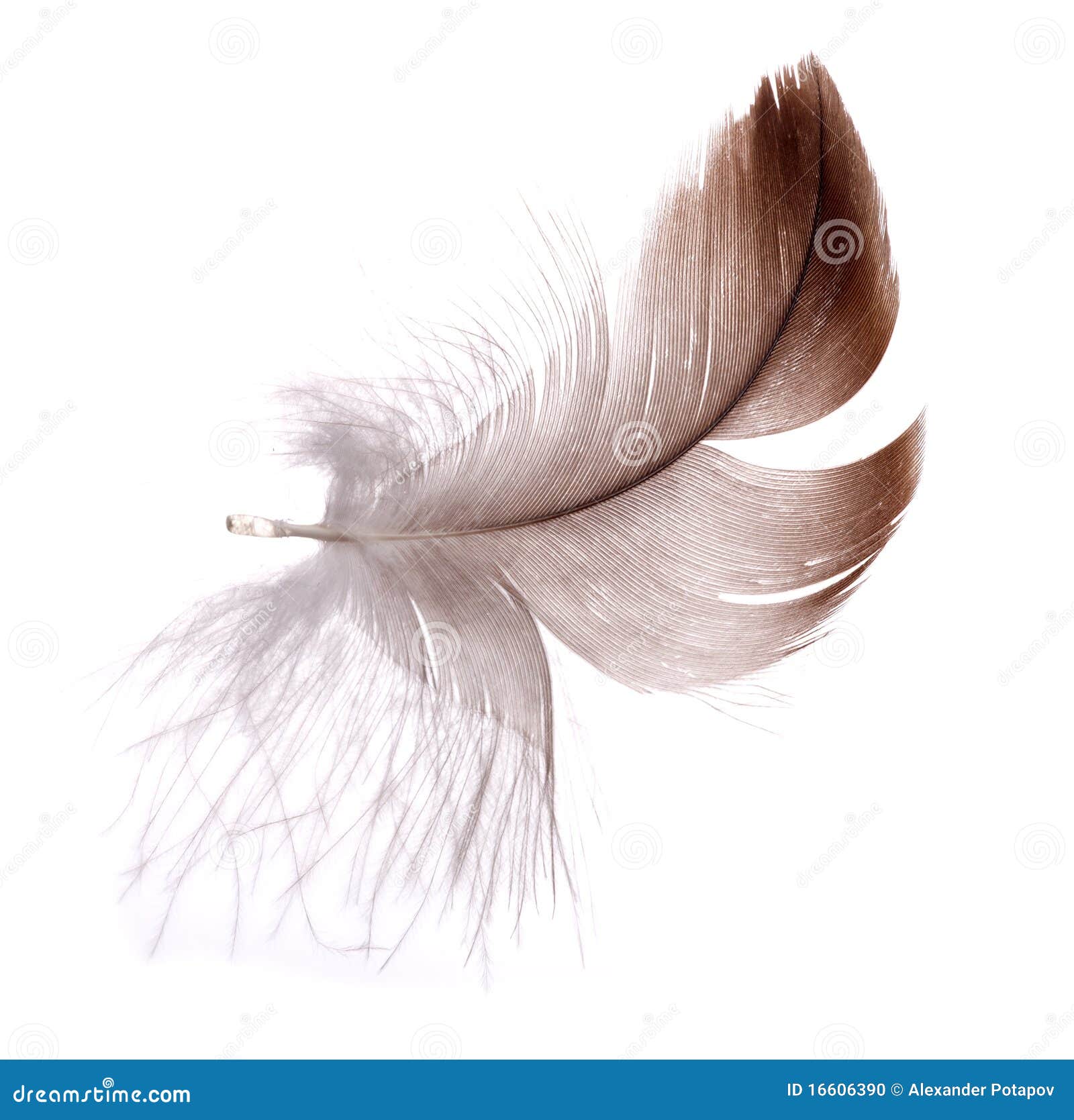 Dark Brown Feather Isolated on White Stock Photo Image of backgrounds