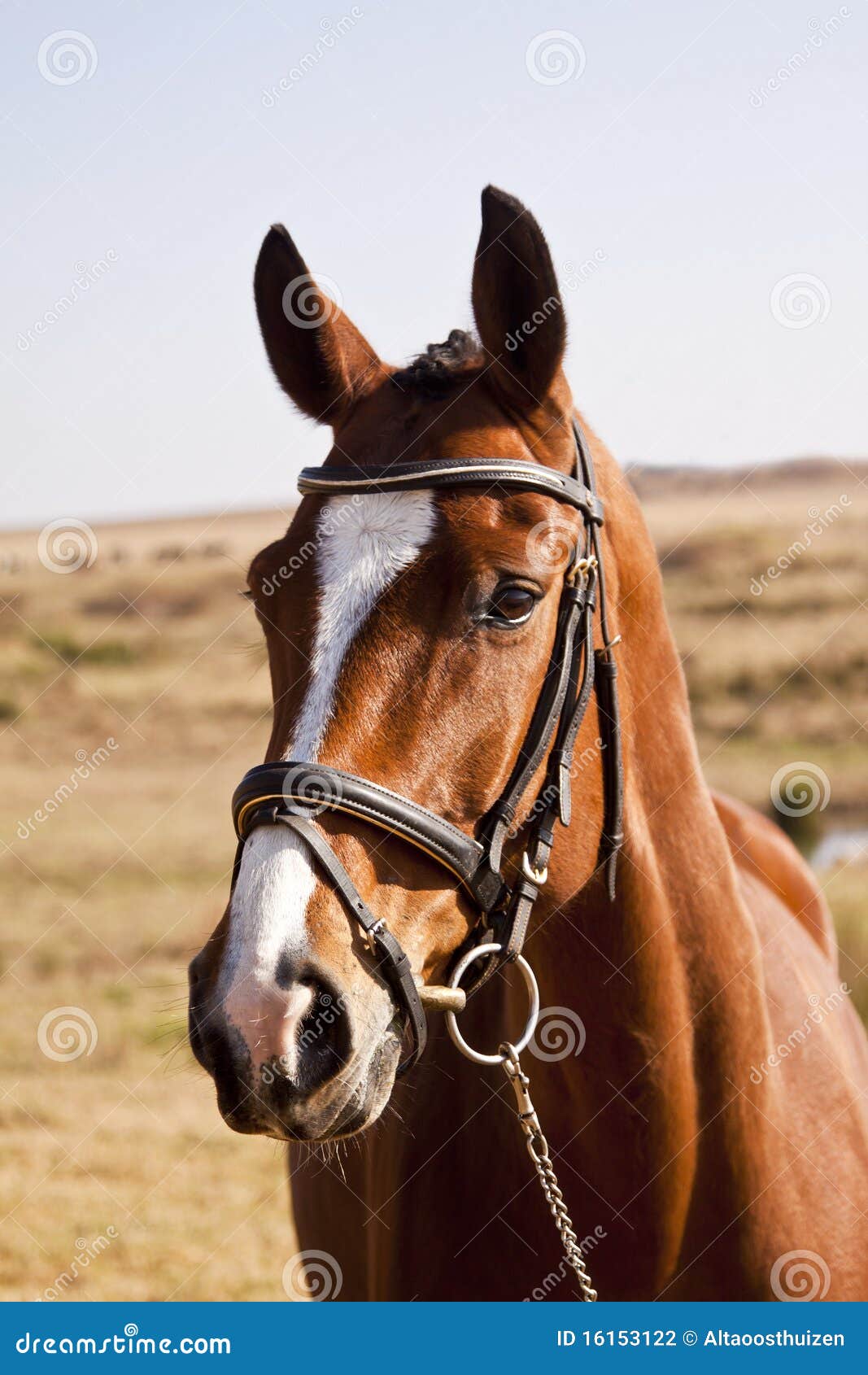 Dark brown horse stock photo. Image of nature, halter 16153122