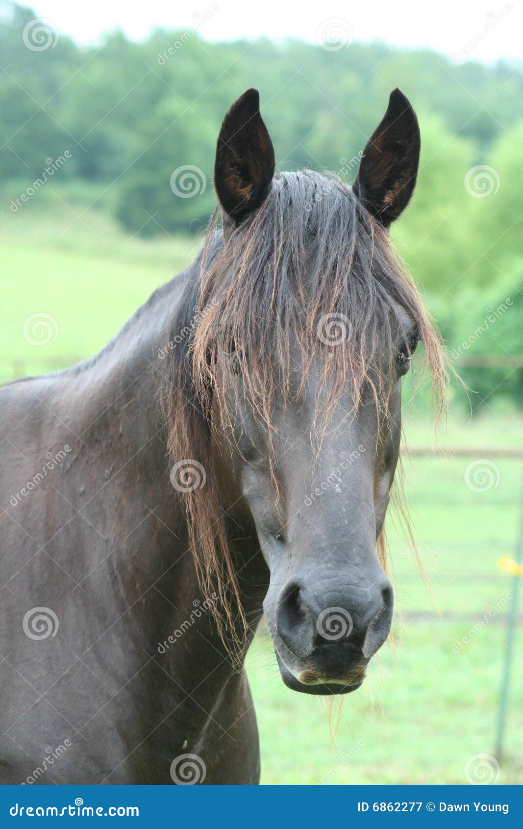 Dark Brown Horse stock image. Image of hair, colour, color 6862277