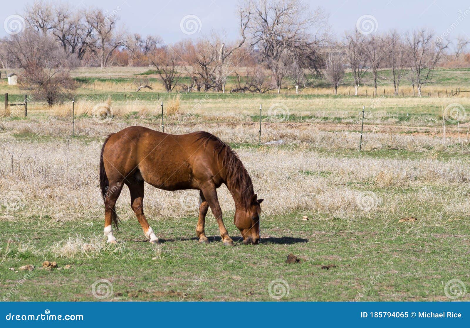 Brown Horse Grazing On Grass Field Stock Image Image Of Brown