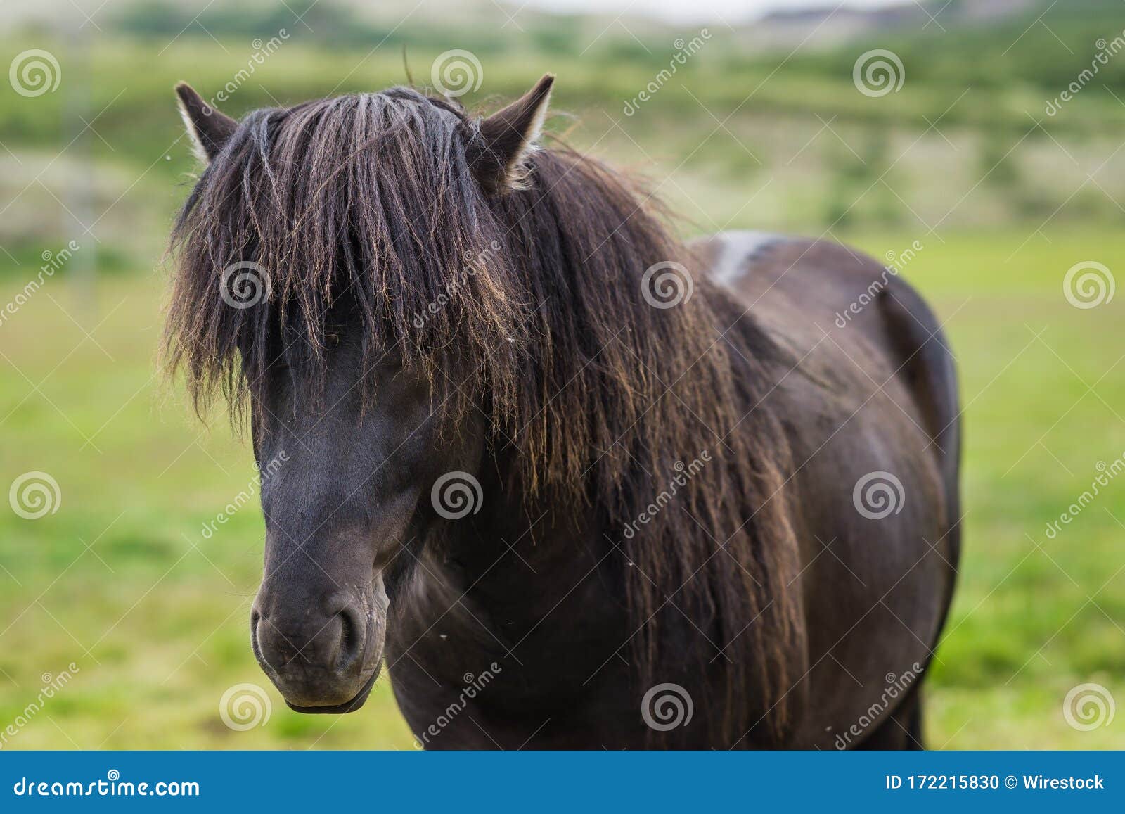 Dark Brown Horse with Long Hair Covering Its Eyes Stock Photo - Image of  white, long: 172215830