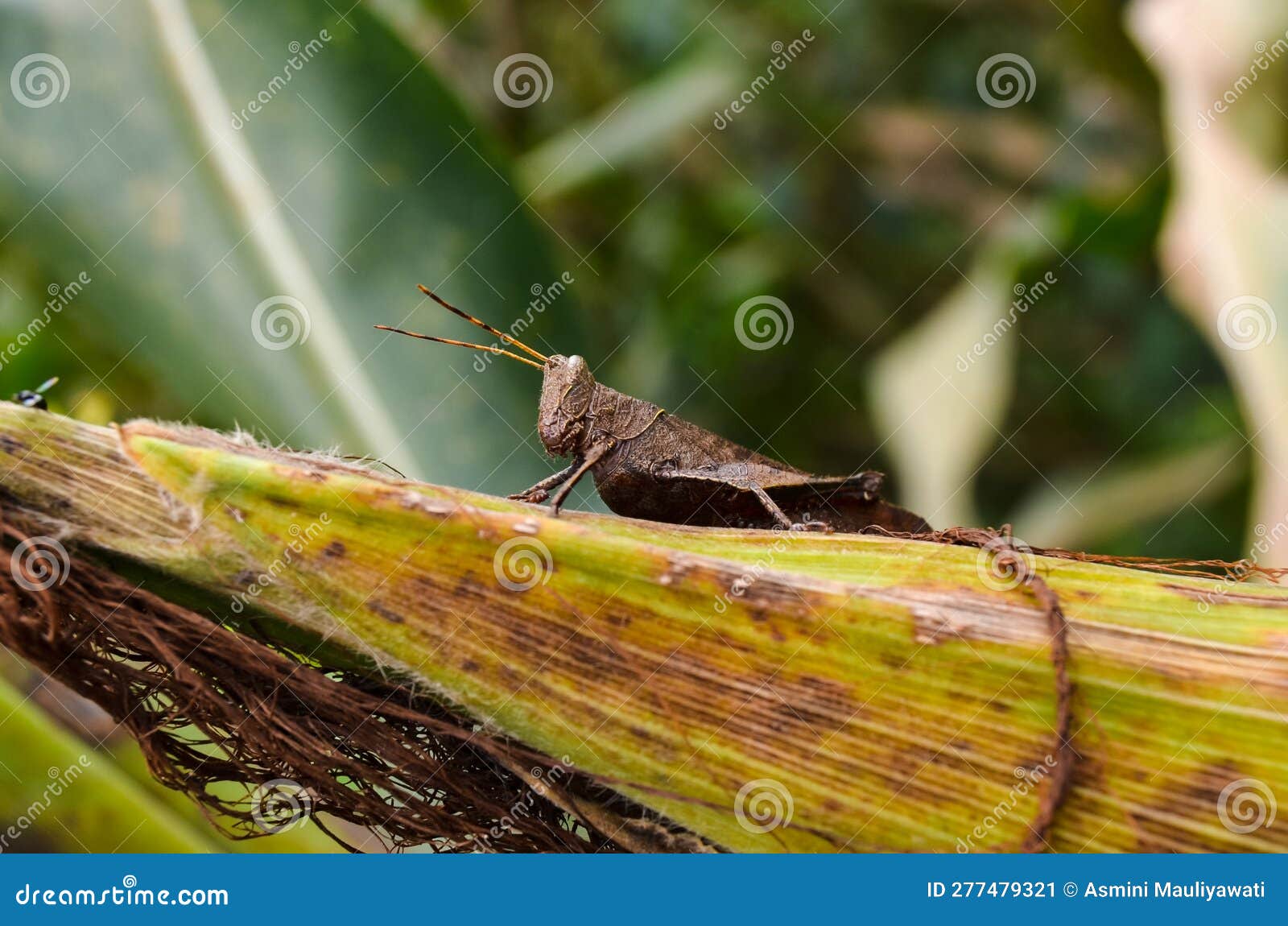 A Dark Brown Locust Perches in a Corn Field Stock Image Image of plant, nature 277479321