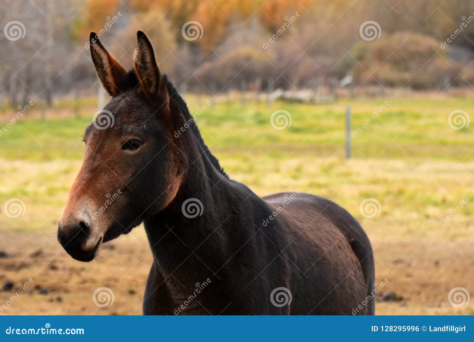 Dark Brown Mule with Large Ears Stock Photo Image of mammal, dark