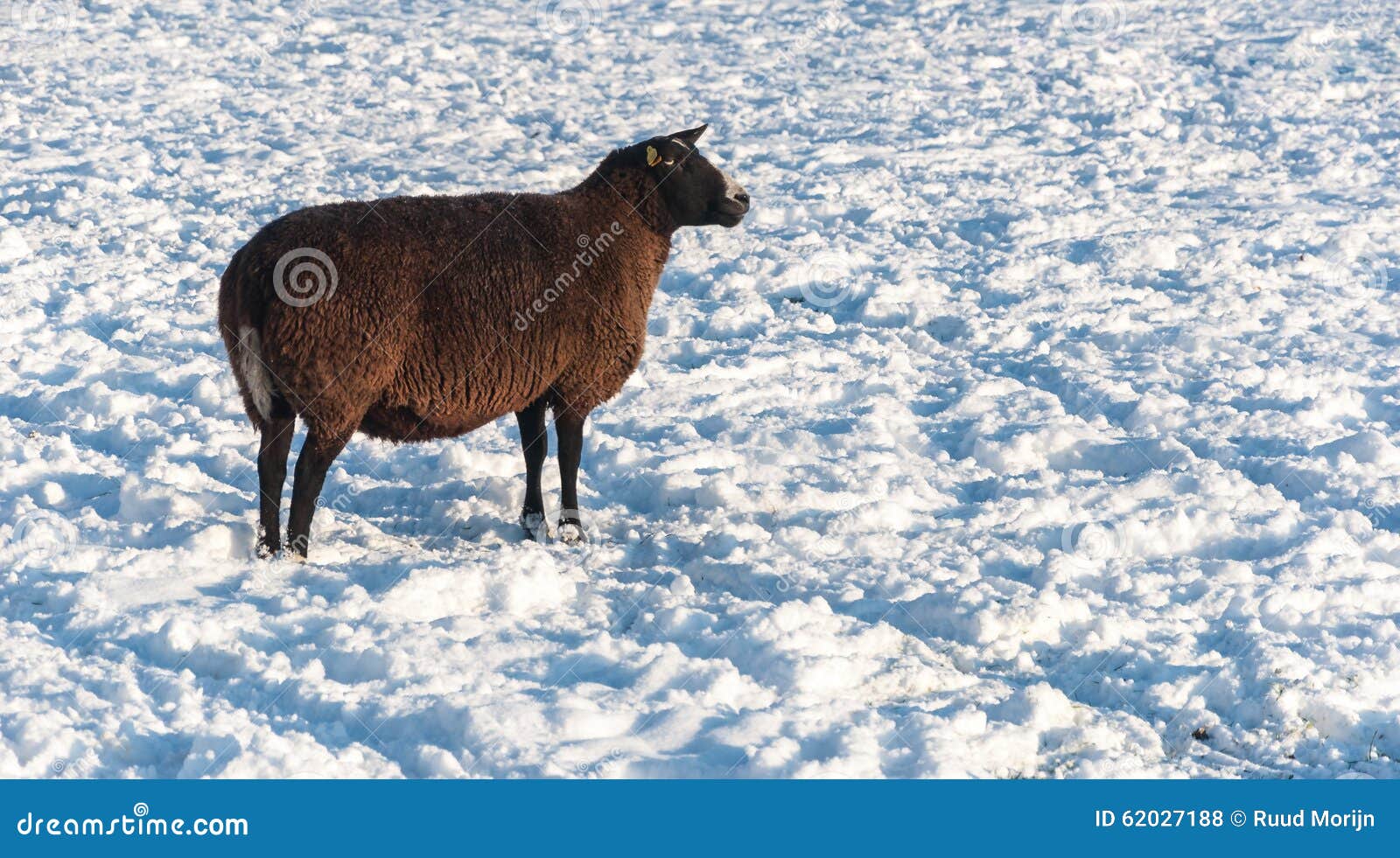 dark sheep dark sheep