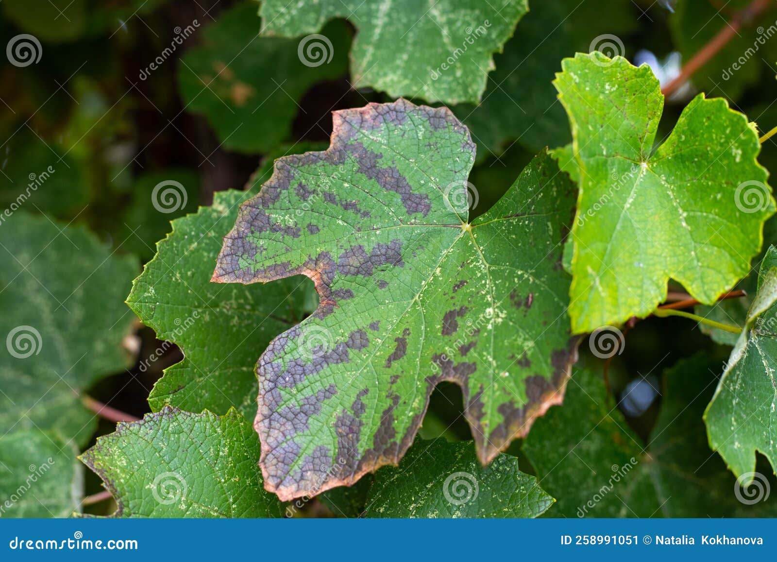 Dark Brown Spots on a Vine Leaf on a Vine. Diseases of Grapes Stock