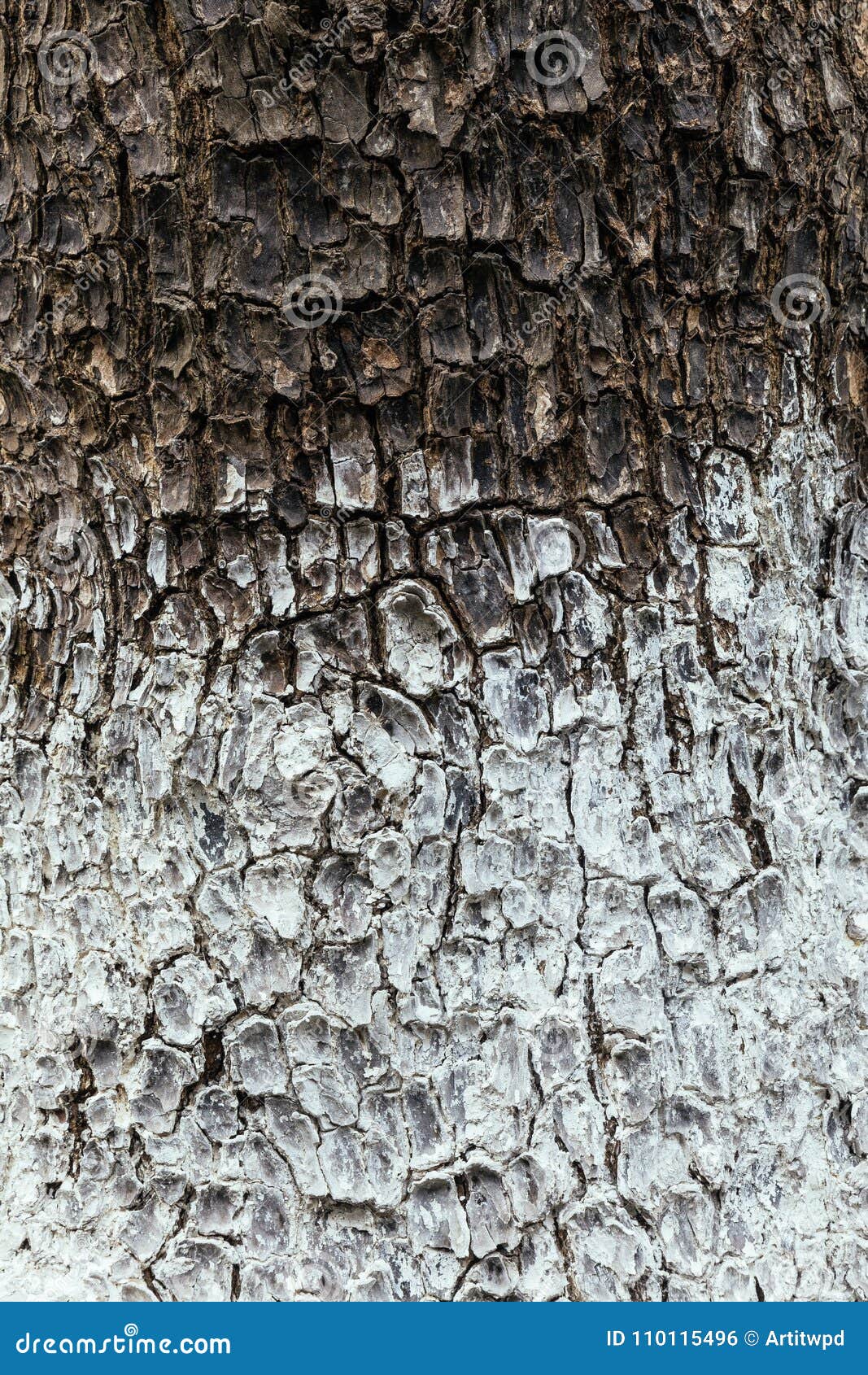 Dark brown tree skin texture with painted white 