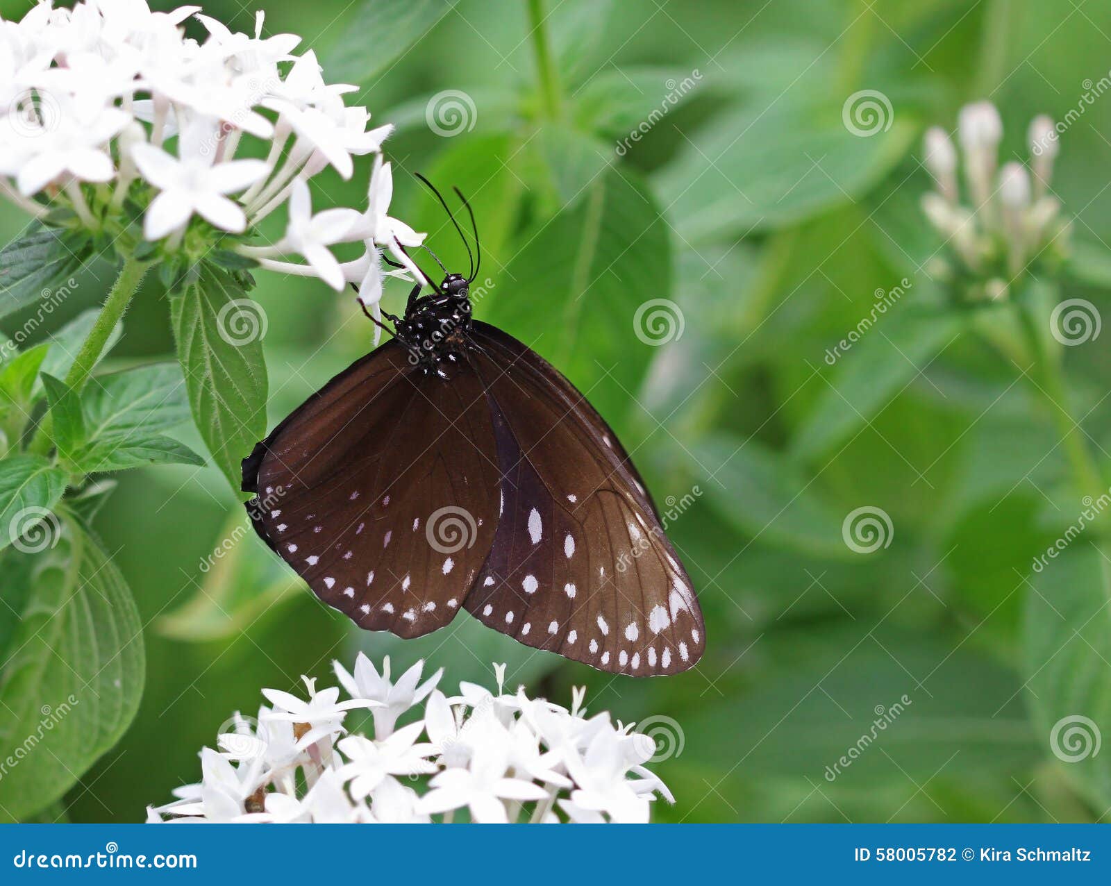 The Dark Brown with White Spots Butterfly Sitting on Flower Stock Photo