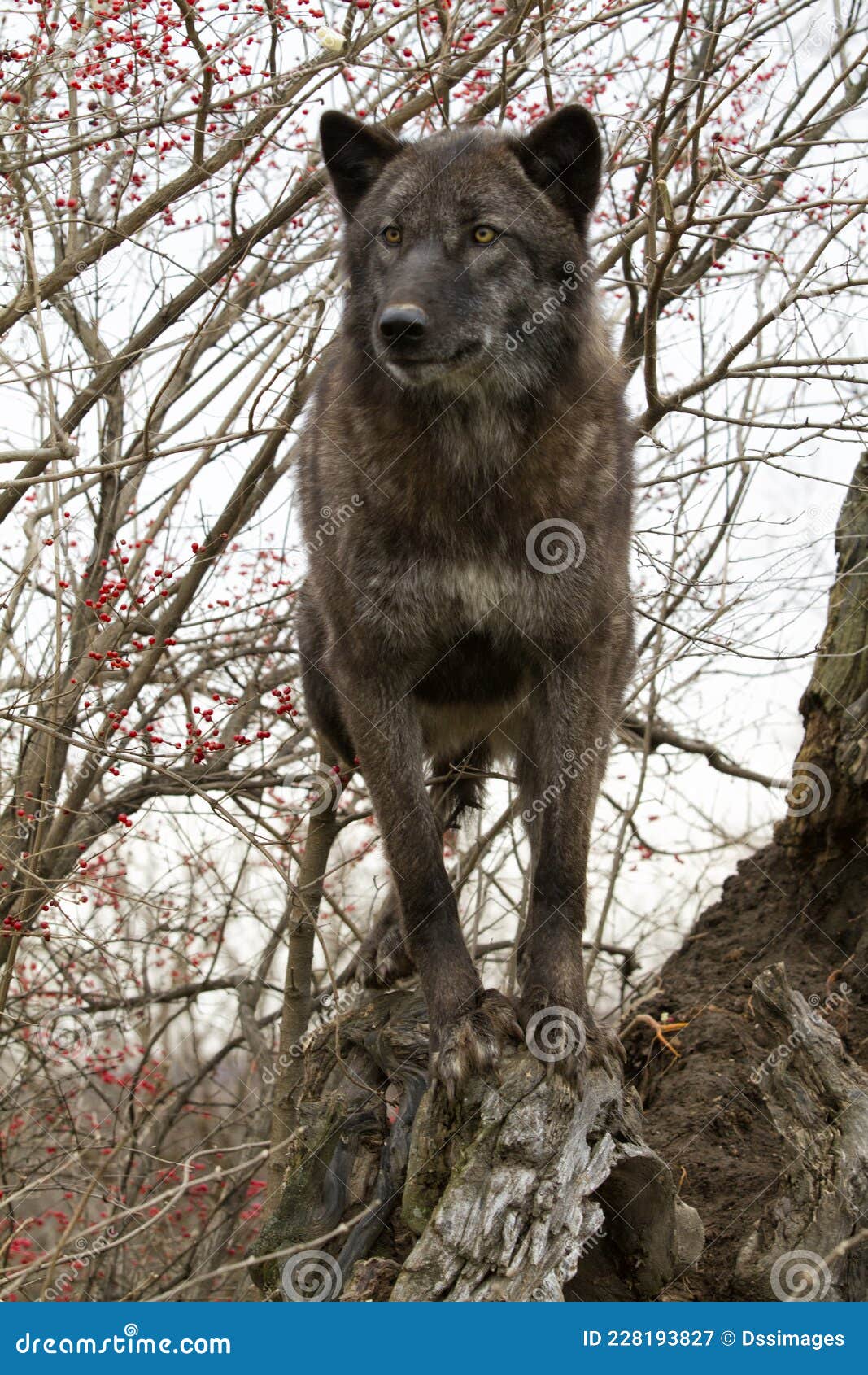 dark brown wolf pup